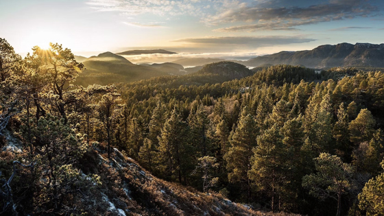 Skogbrukslandskap